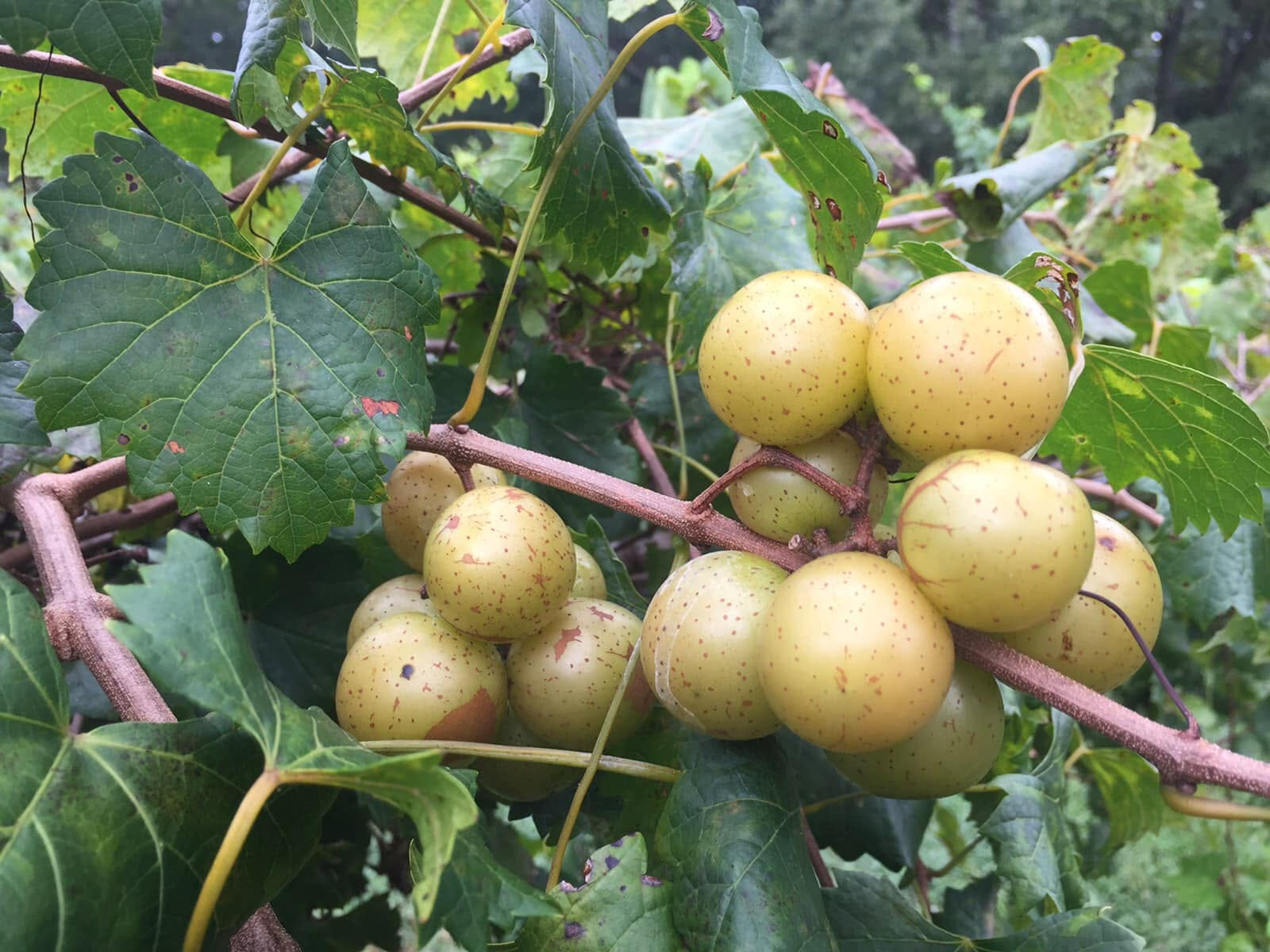 Golden muscadine grapes growing among green vine leaves at Tangled Vines Muscadine Vineyard.