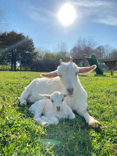 A white goat rests with two young kids in a sunny pasture at The Good Place Farm.